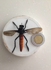 Archilestris magnificus