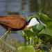Jacanas - Photo (c) cesare dolzani, some rights reserved (CC BY-NC-SA)