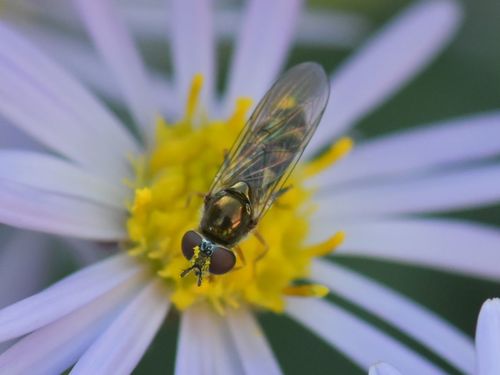 Many-tufted Sedgesitter