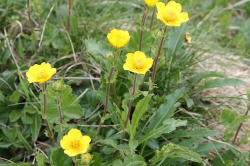 Geum montanum (Geum montanum)