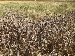 Chloropyron maritimum canescens