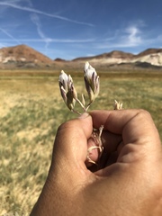 Chloropyron maritimum canescens