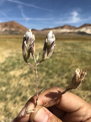 Chloropyron maritimum canescens
