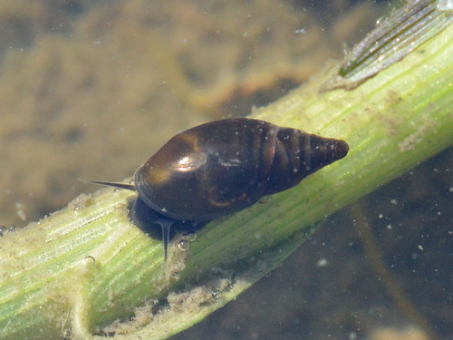 Moss Bladder-snail