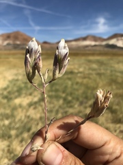 Chloropyron maritimum canescens