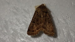 Sideridis reticulata