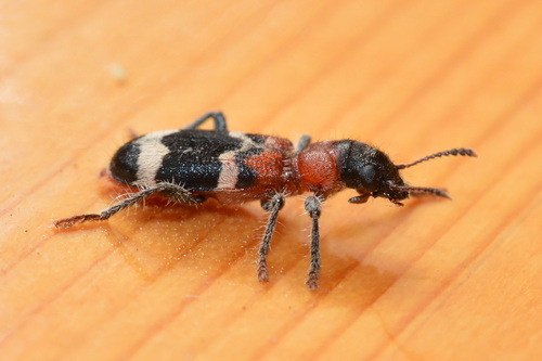 European Red-bellied Clerid photo 5