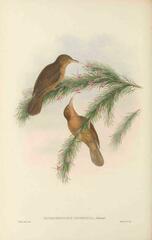 Tawny Straightbill photo 2