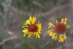 Gaillardia aestivalis