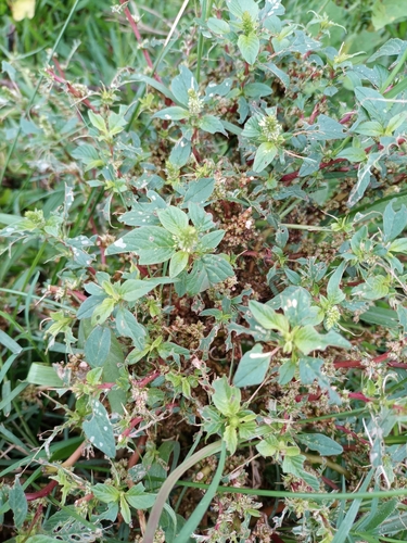 Spiny amaranth (Amaranthus spinosus)