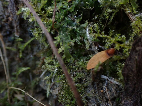 Image of Riccardia chamedryfolia by no rights reserved
