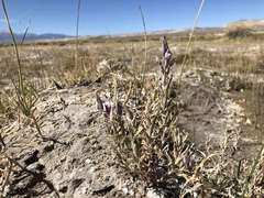 Chloropyron tecopense