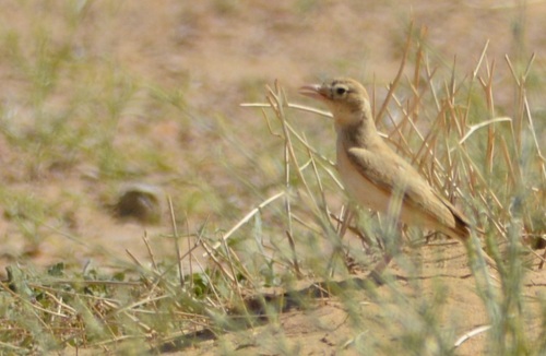 Dunn's Lark (Eremalauda dunni), photo 3
