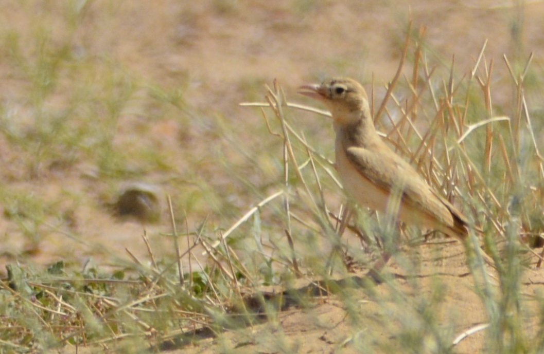 Dunn's Lark illustration
