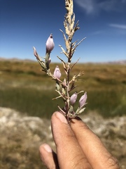 Chloropyron tecopense