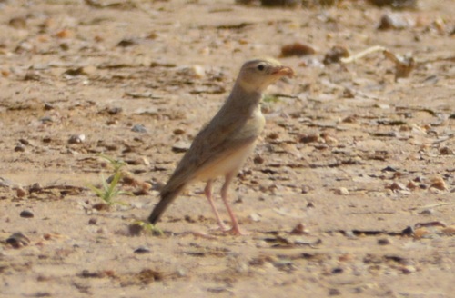 Dunn's Lark (Eremalauda dunni), photo 4