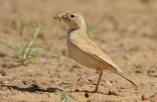 Dunn's Lark (Eremalauda dunni), photo 10