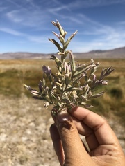 Chloropyron tecopense