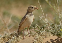 Dunn's Lark photo 2