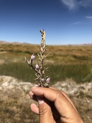 Chloropyron tecopense