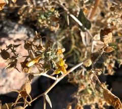 Mentzelia oreophila