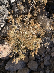 Mentzelia oreophila