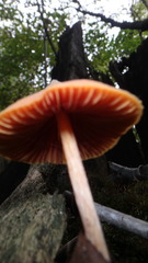 Entoloma salmoneum