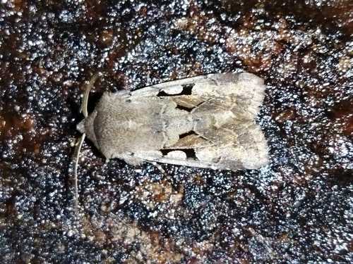 Hebrew Character photo 6