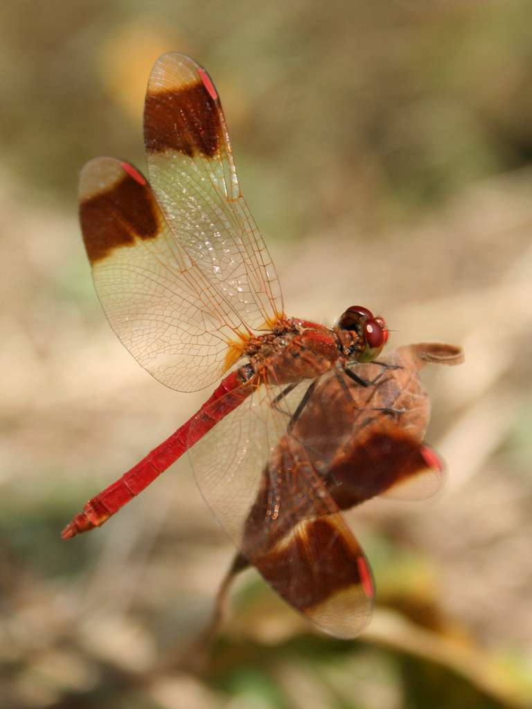 Banded Darter (Guida alla Fauna e alla Flora dell'Oasi Naturale di San ...