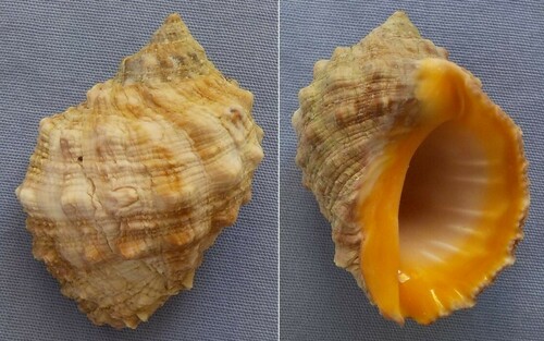 Mancinella echinulata, 2012-10-16
