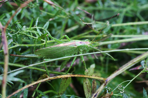 Upland Green Bush-cricket