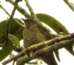 Plain Honeyeater photo 2
