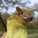 Yellow House Bats - Photo (c) Jakob Fahr, some rights reserved (CC BY-NC), uploaded by Jakob Fahr
