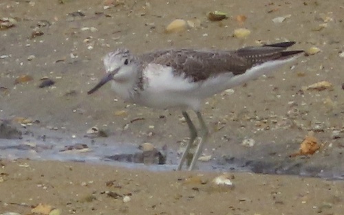Archibebe claro (Tringa nebularia)