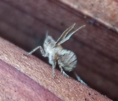 Danepteryx