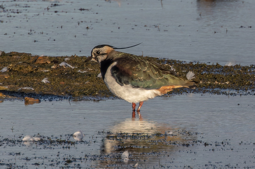 Avefría europea (Vanellus vanellus)