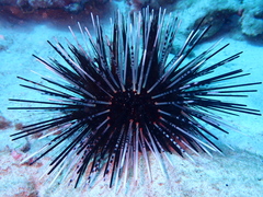 Image of Echinothrix calamaris