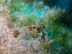 Pandemic Blenny photo 2