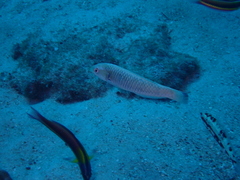 Red-Striped Wrasse photo 2