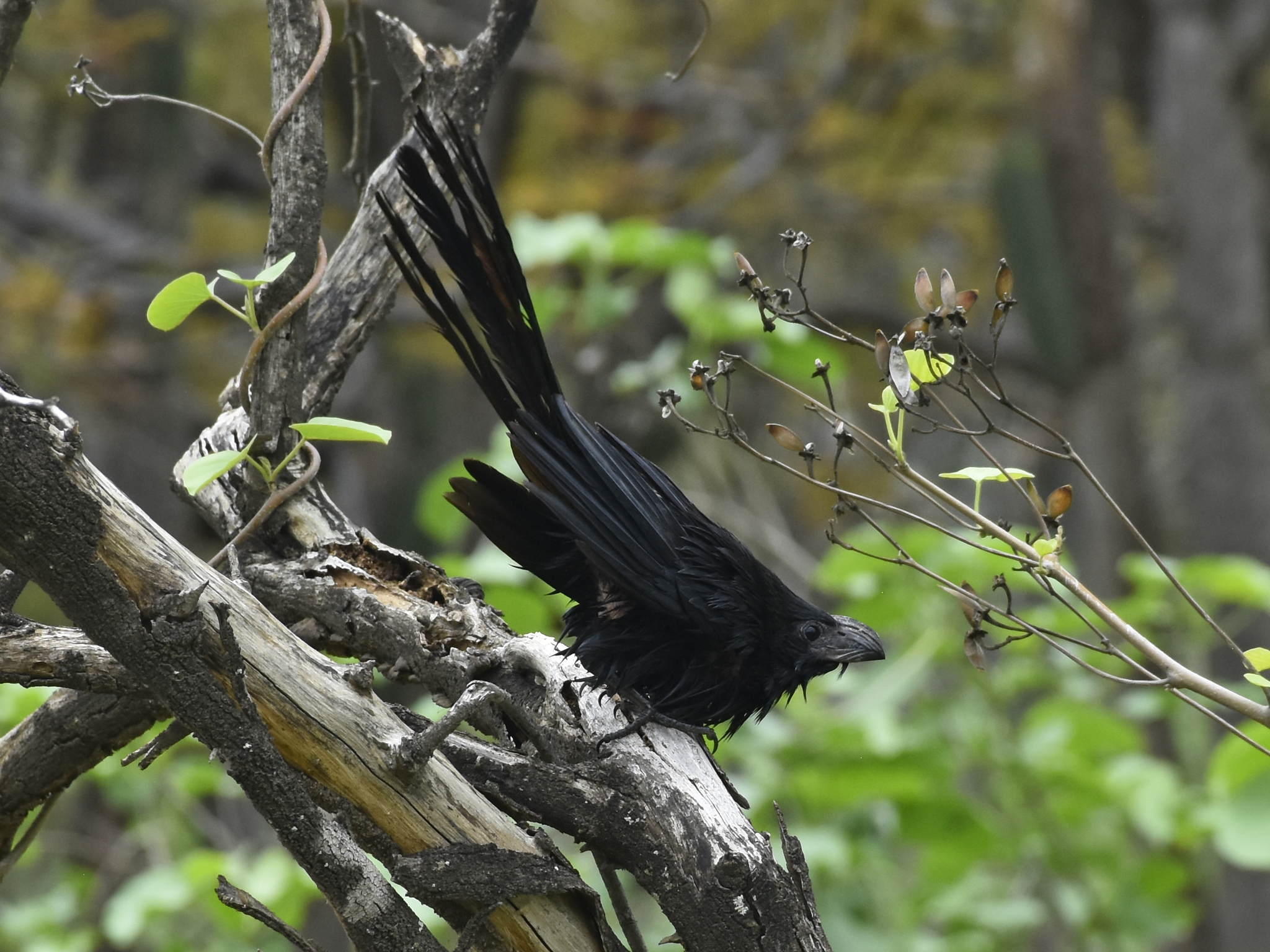 Crotophaga sulcirostris image