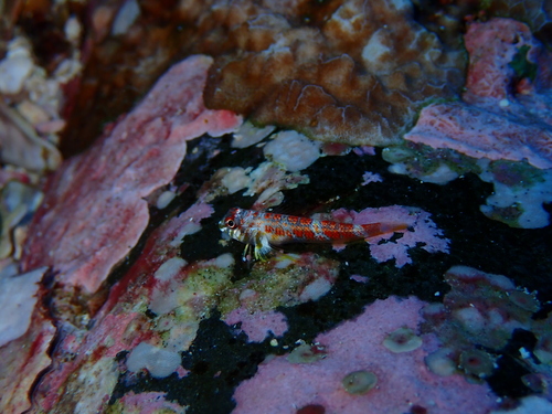 Cocos triplefin (Axoclinus cocoensis) — Tripterygiidae — 2