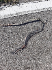 Hierophis viridiflavus