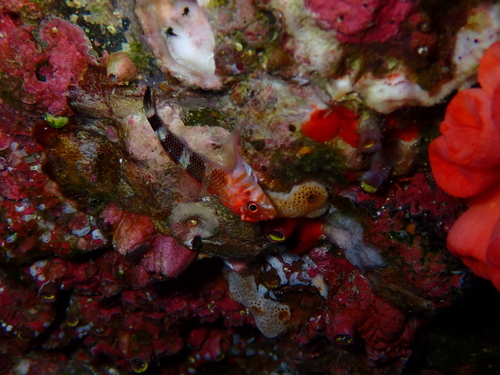 Cocos triplefin (Axoclinus cocoensis) — Tripterygiidae — 5