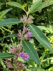 Decodon verticillatus