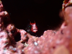 Cocos Barnacle Blenny photo 4