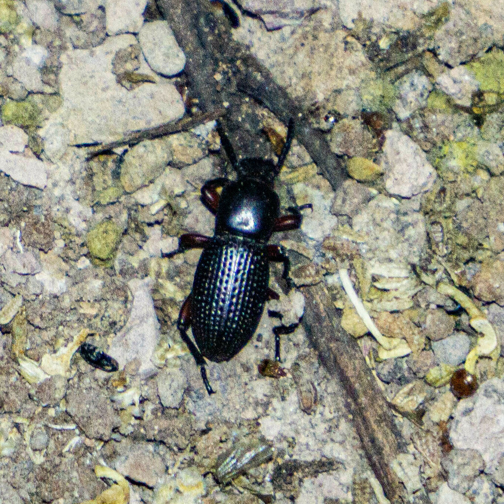 Darkling Beetles from La Paz, B.C.S., México on February 20, 2023 at 07 ...