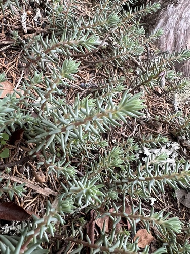 Sedum glaucum Lamarck 3