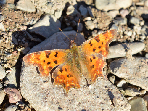 European Comma