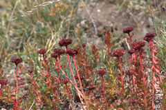 Sedum lanceolatum lanceolatum