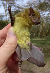 Scotophilus dinganii